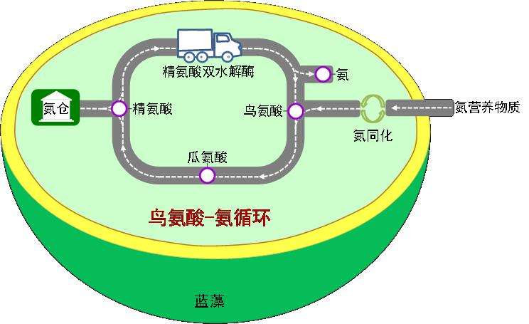 我国科学家发现新型氮代谢途径